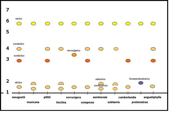 Chiave del genere Xanthoparmelia in Italia